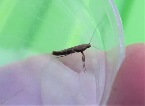 Caloptilia semifascia - photo 8