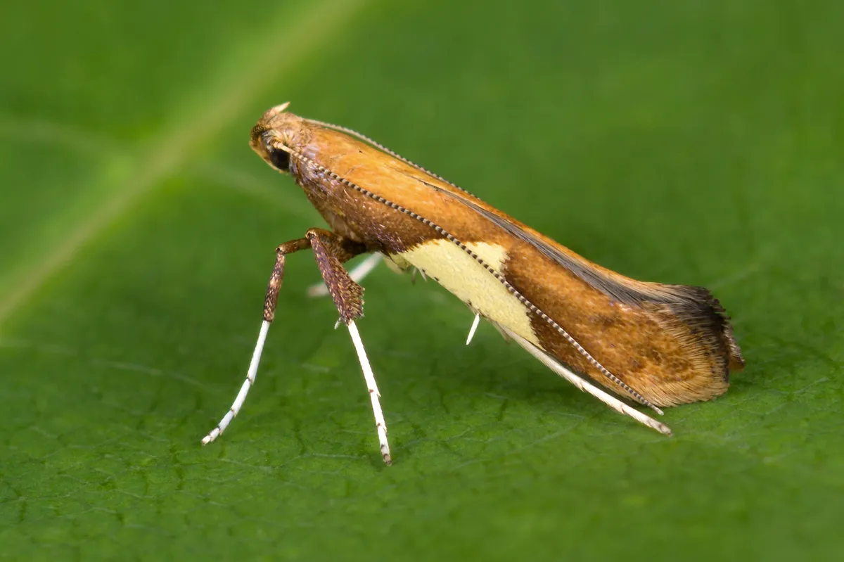 Caloptilia stigmatella - photo 3