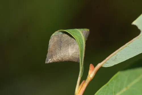 Caloptilia stigmatella - photo 4