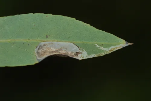 Caloptilia stigmatella - photo 6