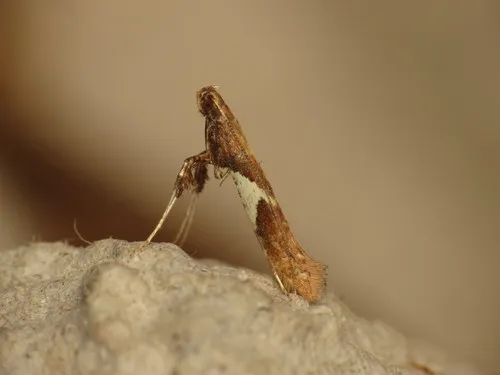 Caloptilia stigmatella - photo 7