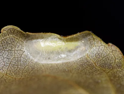 Caloptilia stigmatella - photo 8