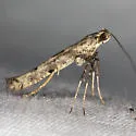 Caloptilia strictella - Hodges#0640 - photo 2