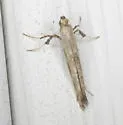 Caloptilia strictella - Hodges#0640 - photo 4