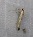 Caloptilia strictella - Hodges#0640 - photo 5