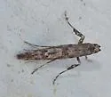 Caloptilia suberinella - Hodges#0640.1 - photo 2