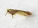 Caloptilia superbifrontella - Hodges#0641 - photo 3