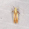 Caloptilia superbifrontella - Hodges#0641 - photo 4