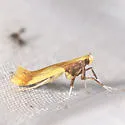 Caloptilia superbifrontella - Hodges#0641 - photo 5