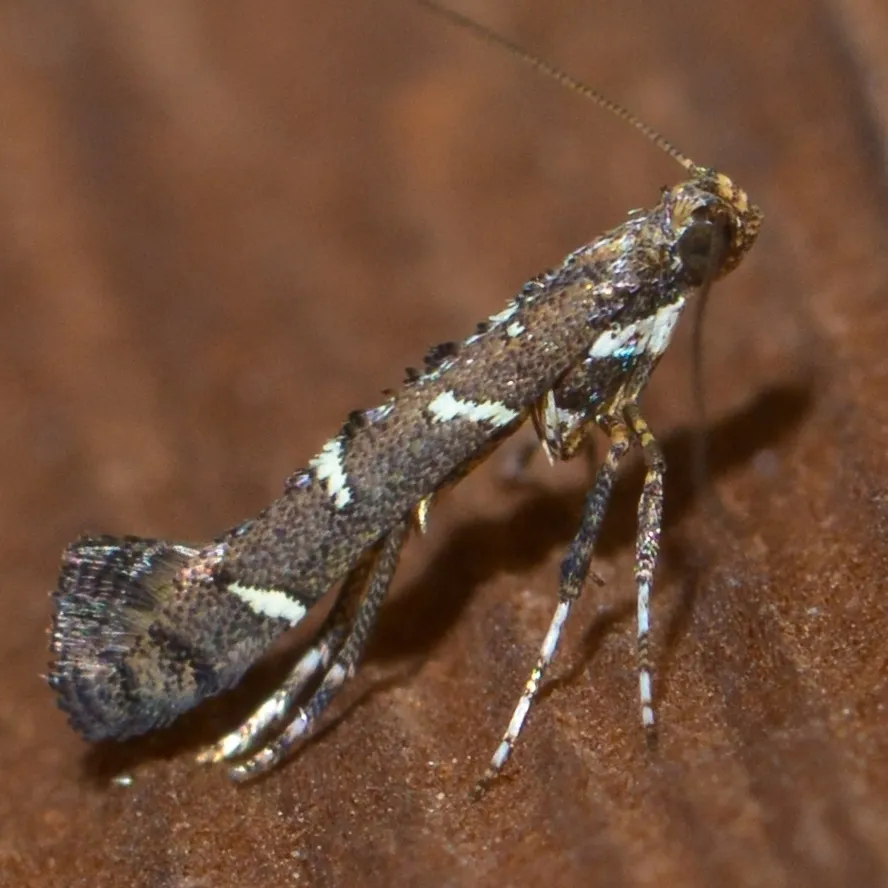 Caloptilia triadicae - Hodges#0644.1