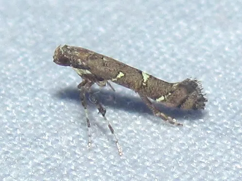 Caloptilia triadicae - Hodges#0644.1 - photo 3