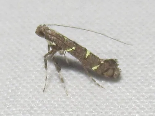 Caloptilia triadicae - Hodges#0644.1 - photo 4
