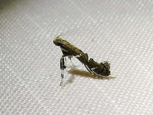 Caloptilia triadicae - Hodges#0644.1 - photo 7
