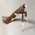 Caloptilia umbratella - Hodges#0642