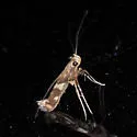 Caloptilia umbratella - Hodges#0642 - photo 2