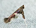 Caloptilia umbratella - Hodges#0642 - photo 3