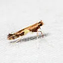 Caloptilia umbratella - Hodges#0642 - photo 4