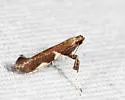 Caloptilia umbratella - Hodges#0642 - photo 5