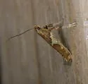 Caloptilia undescribed-nr-umbratella