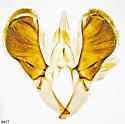 Caloptilia undescribed-nr-umbratella - photo 3