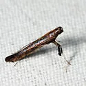 undescribed Rhus feeder