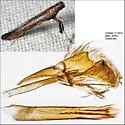undescribed Rhus feeder - photo 2