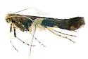 undescribed Ribes feeder