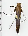 undescribed Ribes feeder - photo 2