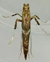 undescribed Ribes feeder - photo 3