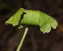 undescribed Ribes feeder - photo 4