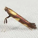 Caloptilia vacciniella - Hodges#0643 - photo 2
