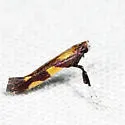 Caloptilia vacciniella - Hodges#0643 - photo 3