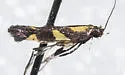 Caloptilia vacciniella - Hodges#0643 - photo 4