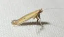 Caloptilia violacella - Hodges#0644 - photo 2