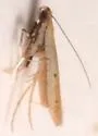 Caloptilia violacella - Hodges#0644 - photo 3