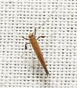 Caloptilia violacella - Hodges#0644 - photo 4