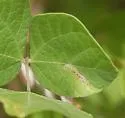 Caloptilia violacella - Hodges#0644 - photo 5