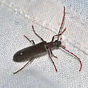 Calopus angustus