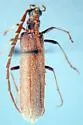 Calopus angustus - photo 2