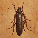 Calopus angustus - photo 3