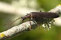 Calopus angustus - photo 4