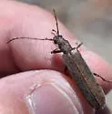 Calopus angustus - photo 5