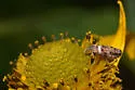 Caloreas caliginosa - Hodges#2637