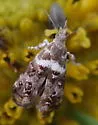 Caloreas caliginosa - Hodges#2637 - photo 2
