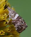 Caloreas caliginosa - Hodges#2637 - photo 4