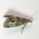 Caloreas montanae - Hodges#2636.4