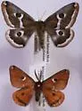 White-streaked Calosaturnia Moth - Hodges#7753