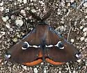 White-streaked Calosaturnia Moth - Hodges#7753 - photo 4
