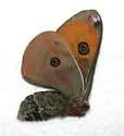 Saturnia mendocino - Hodges#7751