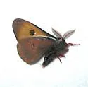 Saturnia mendocino - Hodges#7751 - photo 2